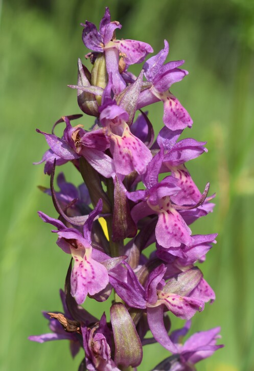 Le Orchidaceae dell''Altopiano di Sella dei Generali (Appennino Piacentino)