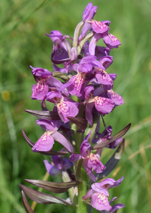 Le Orchidaceae dell''Altopiano di Sella dei Generali (Appennino Piacentino)