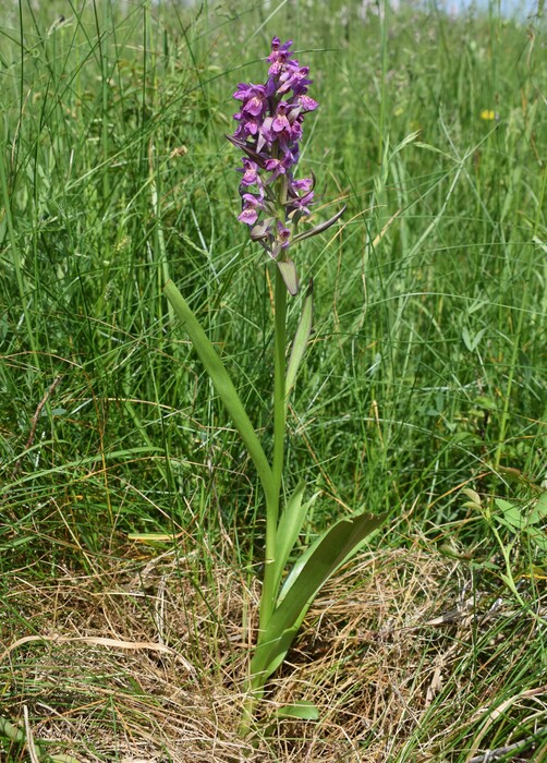 Le Orchidaceae dell''Altopiano di Sella dei Generali (Appennino Piacentino)