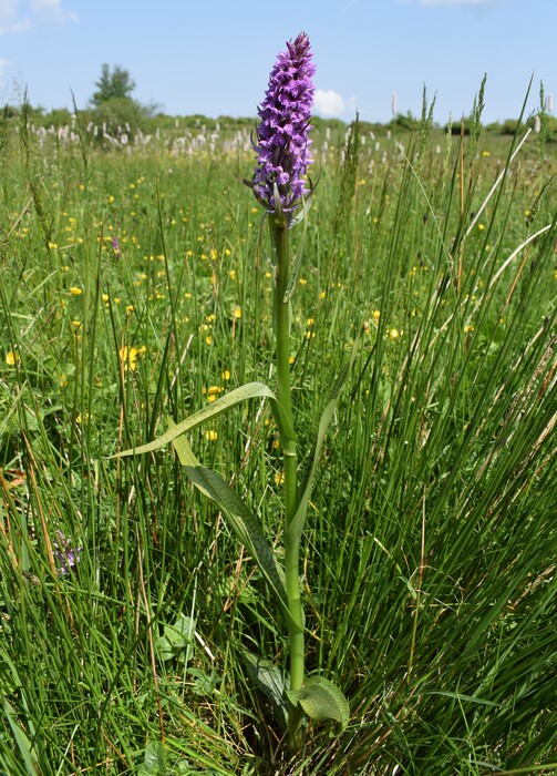 Le Orchidaceae dell''Altopiano di Sella dei Generali (Appennino Piacentino)