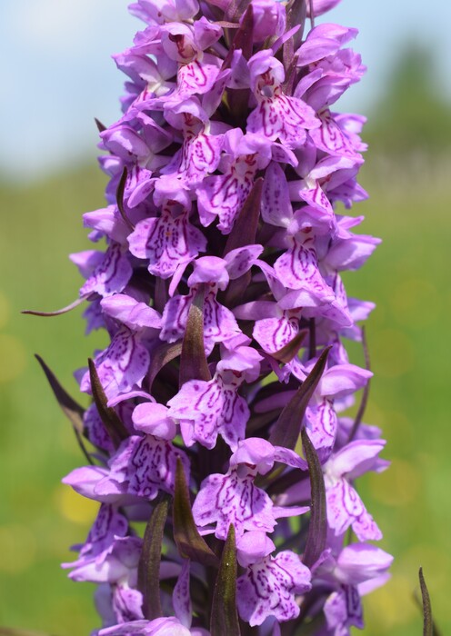 Le Orchidaceae dell''Altopiano di Sella dei Generali (Appennino Piacentino)