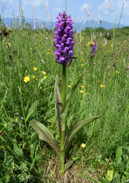 Le Orchidaceae dell''Altopiano di Sella dei Generali (Appennino Piacentino)