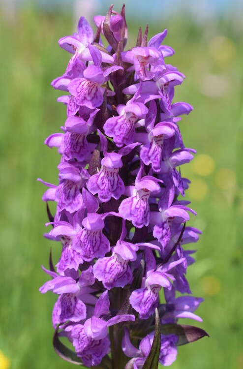 Le Orchidaceae dell''Altopiano di Sella dei Generali (Appennino Piacentino)