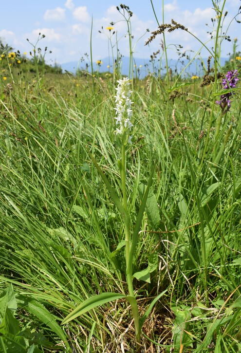 Le Orchidaceae dell''Altopiano di Sella dei Generali (Appennino Piacentino)