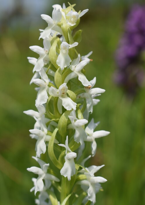 Le Orchidaceae dell''Altopiano di Sella dei Generali (Appennino Piacentino)