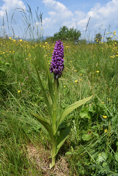 Le Orchidaceae dell''Altopiano di Sella dei Generali (Appennino Piacentino)