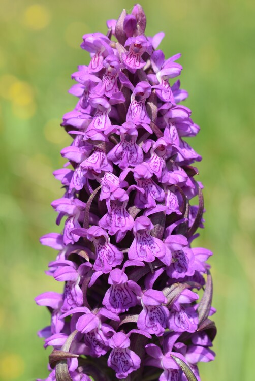 Le Orchidaceae dell''Altopiano di Sella dei Generali (Appennino Piacentino)