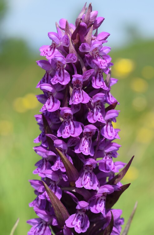 Le Orchidaceae dell''Altopiano di Sella dei Generali (Appennino Piacentino)