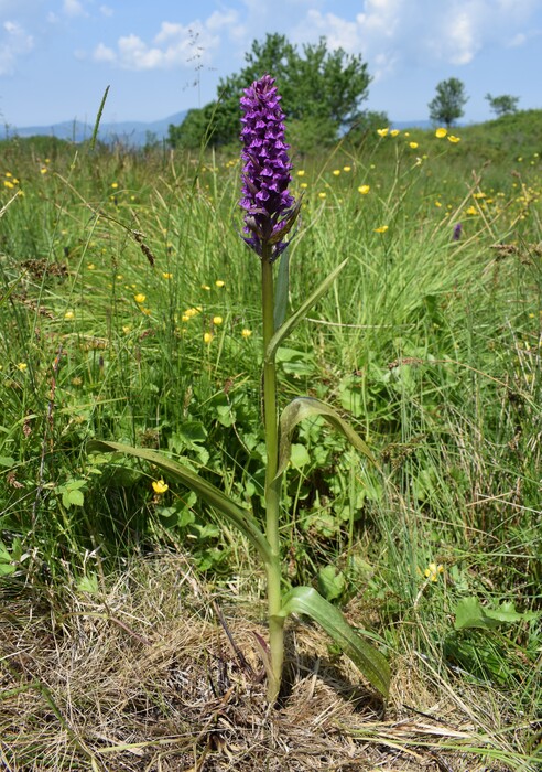 Le Orchidaceae dell''Altopiano di Sella dei Generali (Appennino Piacentino)