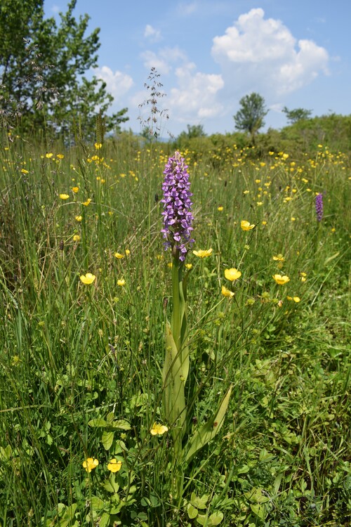 Le Orchidaceae dell''Altopiano di Sella dei Generali (Appennino Piacentino)