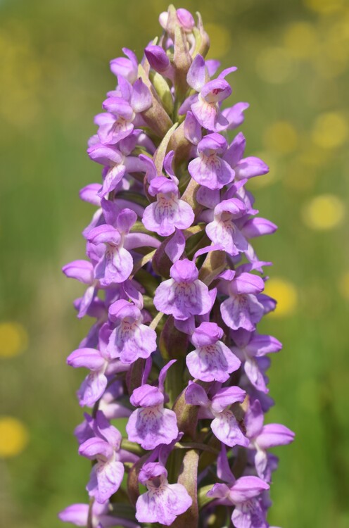 Le Orchidaceae dell''Altopiano di Sella dei Generali (Appennino Piacentino)