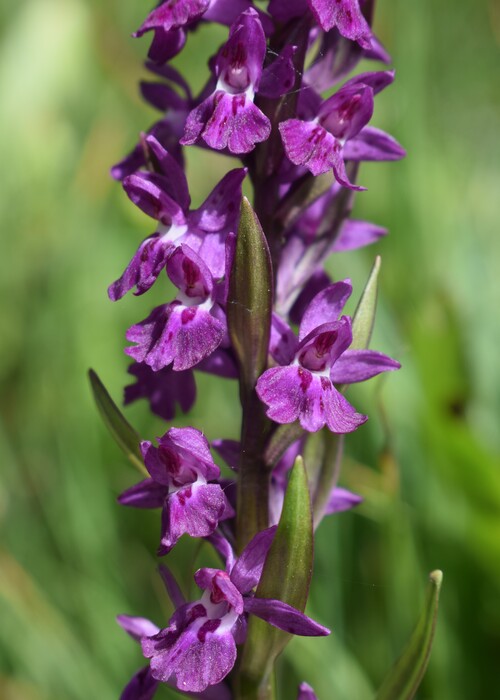 Dactylorhiza �ruppertii (Alpi Cozie)