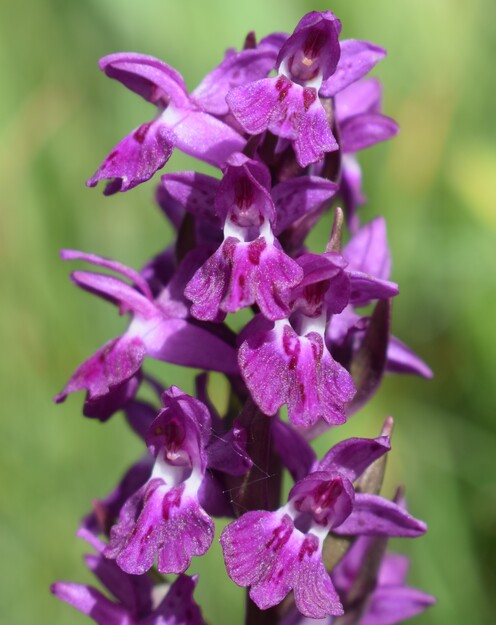 Dactylorhiza �ruppertii (Alpi Cozie)