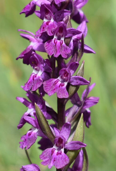 Dactylorhiza �ruppertii (Alpi Cozie)