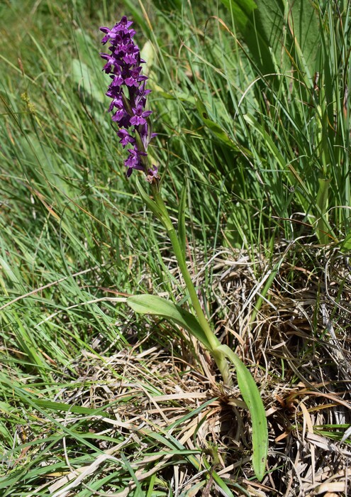Dactylorhiza �ruppertii (Alpi Cozie)