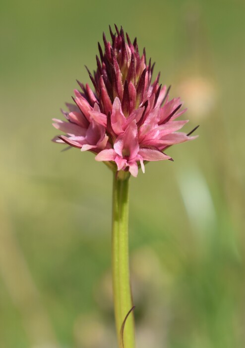 Orchidee Venete 2023 - 7