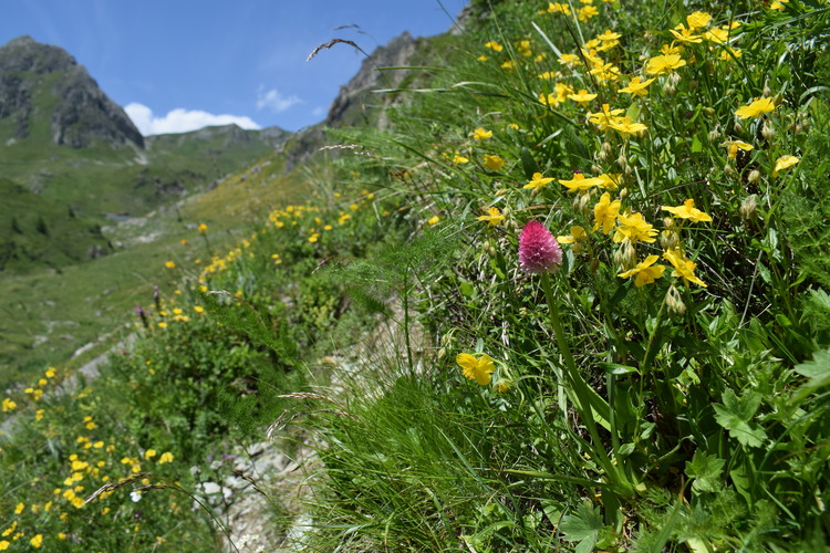 La magnificenza di Nigritella corneliana (Alpi Cozie)