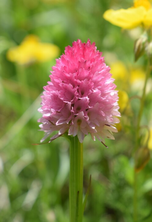 La magnificenza di Nigritella corneliana (Alpi Cozie)