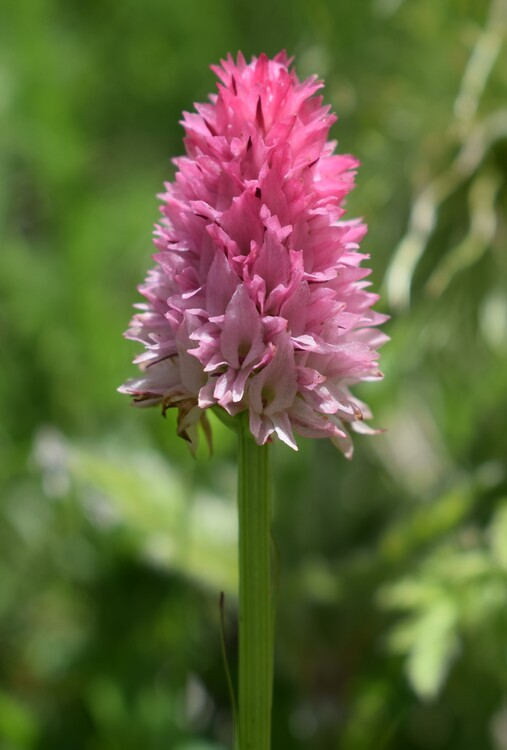 La magnificenza di Nigritella corneliana (Alpi Cozie)