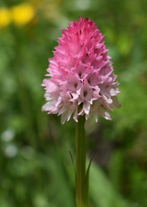 La magnificenza di Nigritella corneliana (Alpi Cozie)