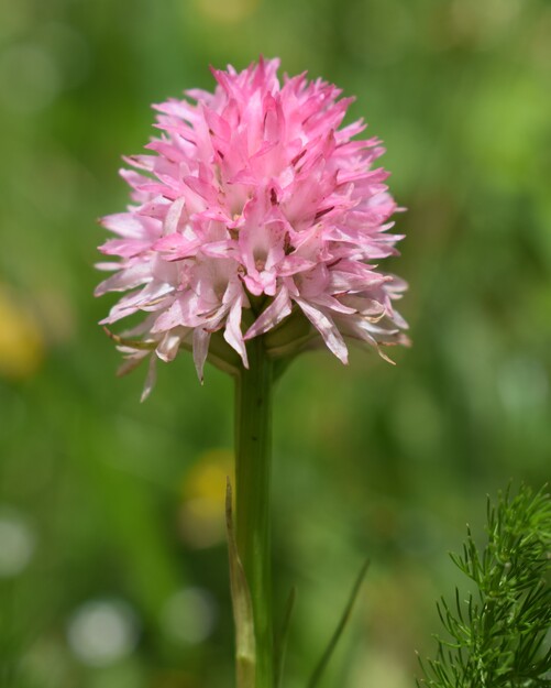 La magnificenza di Nigritella corneliana (Alpi Cozie)