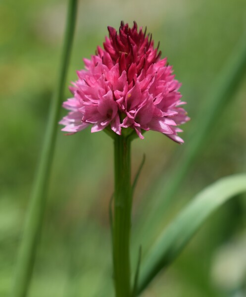 La magnificenza di Nigritella corneliana (Alpi Cozie)