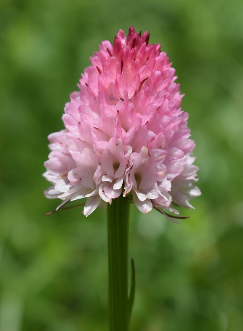 La magnificenza di Nigritella corneliana (Alpi Cozie)