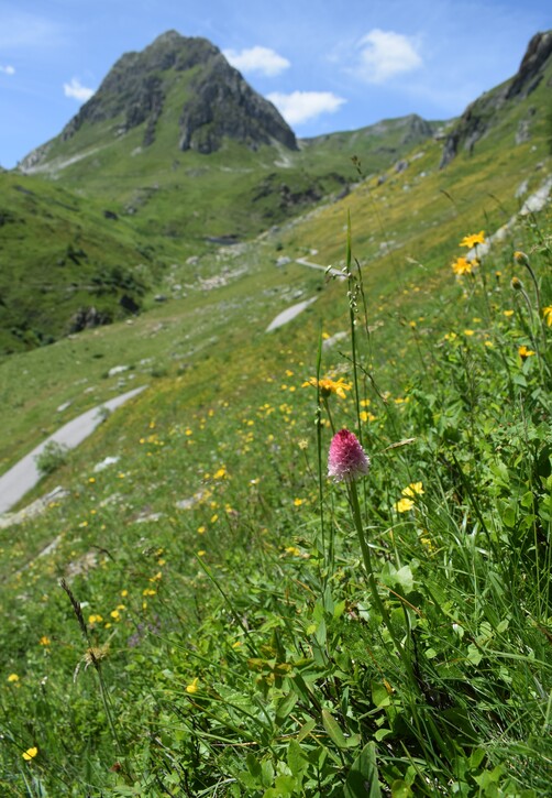La magnificenza di Nigritella corneliana (Alpi Cozie)