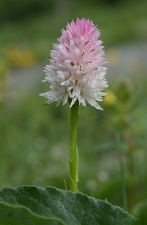 La magnificenza di Nigritella corneliana (Alpi Cozie)