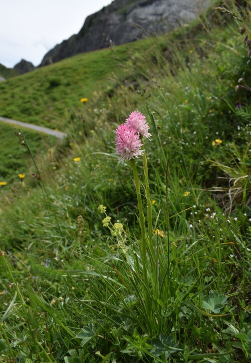 La magnificenza di Nigritella corneliana (Alpi Cozie)