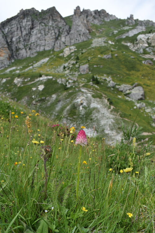 La magnificenza di Nigritella corneliana (Alpi Cozie)