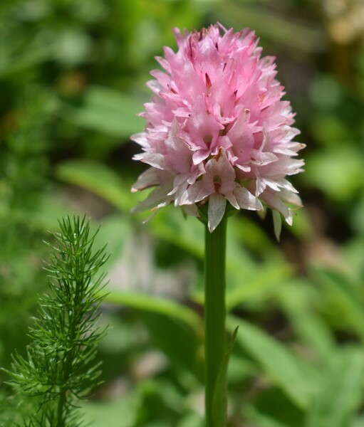 La magnificenza di Nigritella corneliana (Alpi Cozie)