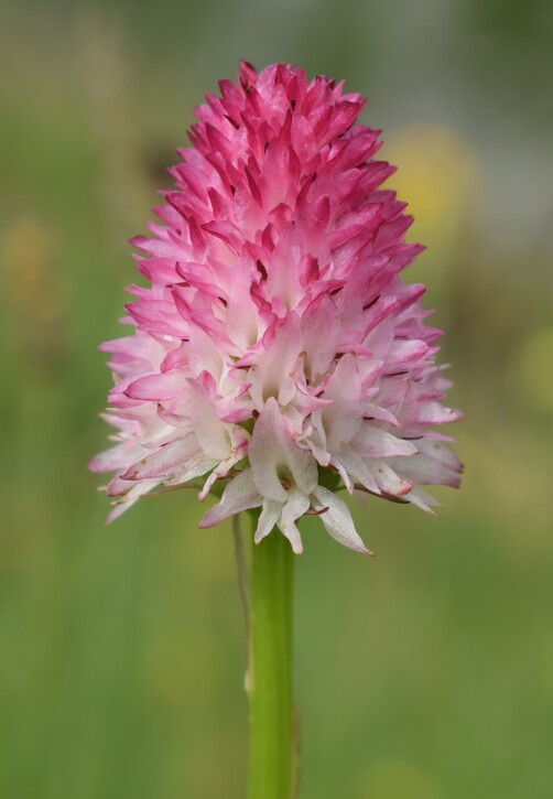 La magnificenza di Nigritella corneliana (Alpi Cozie)