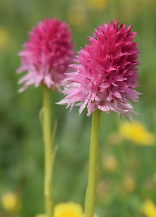 La magnificenza di Nigritella corneliana (Alpi Cozie)