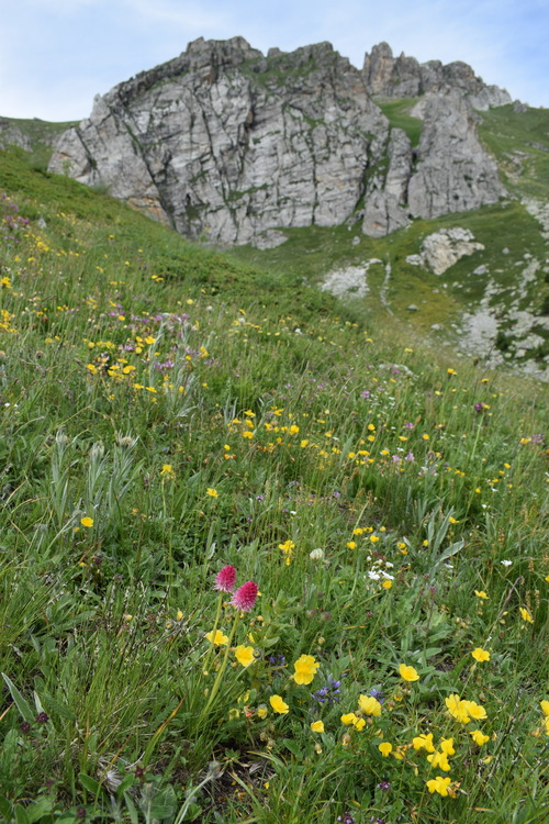 La magnificenza di Nigritella corneliana (Alpi Cozie)