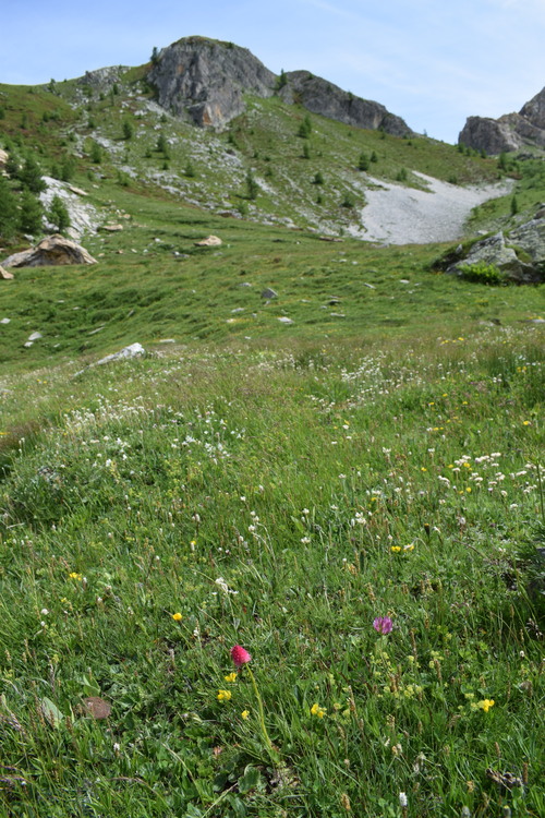 La magnificenza di Nigritella corneliana (Alpi Cozie)
