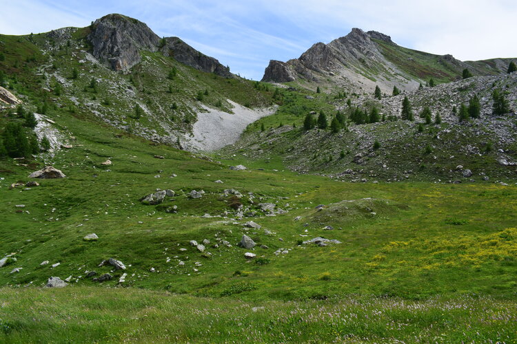 La magnificenza di Nigritella corneliana (Alpi Cozie)