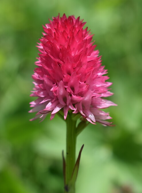 La magnificenza di Nigritella corneliana (Alpi Cozie)