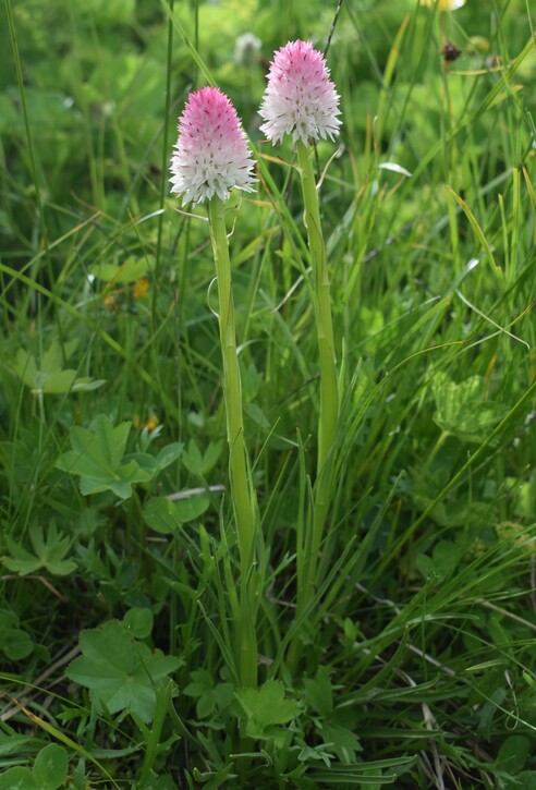 La magnificenza di Nigritella corneliana (Alpi Cozie)