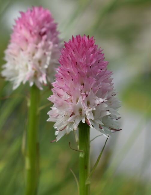 La magnificenza di Nigritella corneliana (Alpi Cozie)