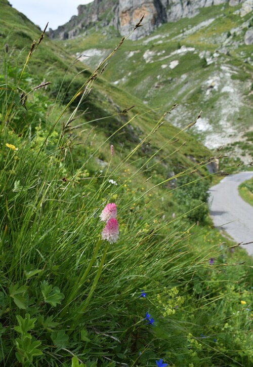 La magnificenza di Nigritella corneliana (Alpi Cozie)
