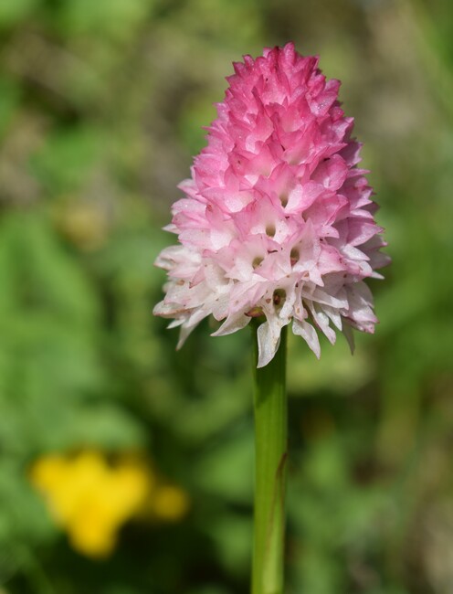 La magnificenza di Nigritella corneliana (Alpi Cozie)