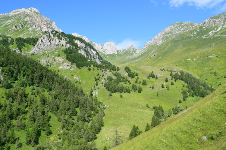La magnificenza di Nigritella corneliana (Alpi Cozie)