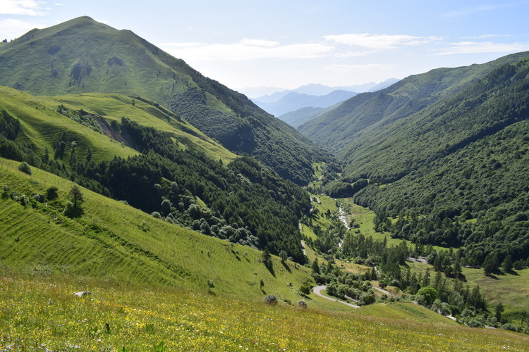 La magnificenza di Nigritella corneliana (Alpi Cozie)