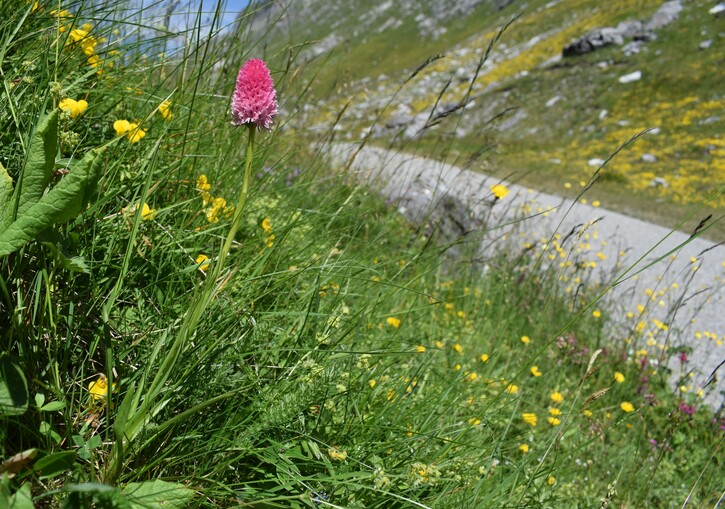 La magnificenza di Nigritella corneliana (Alpi Cozie)