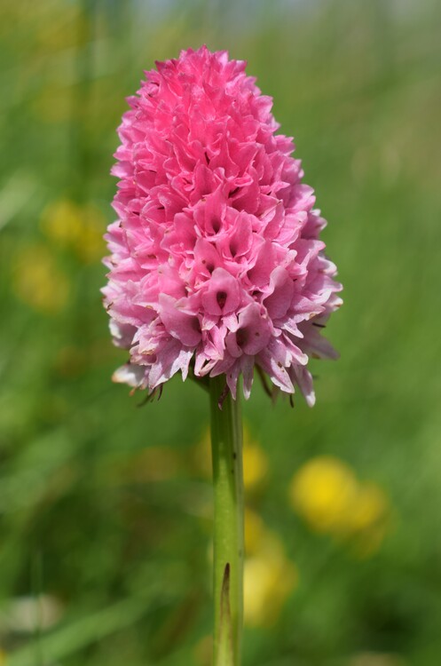 La magnificenza di Nigritella corneliana (Alpi Cozie)