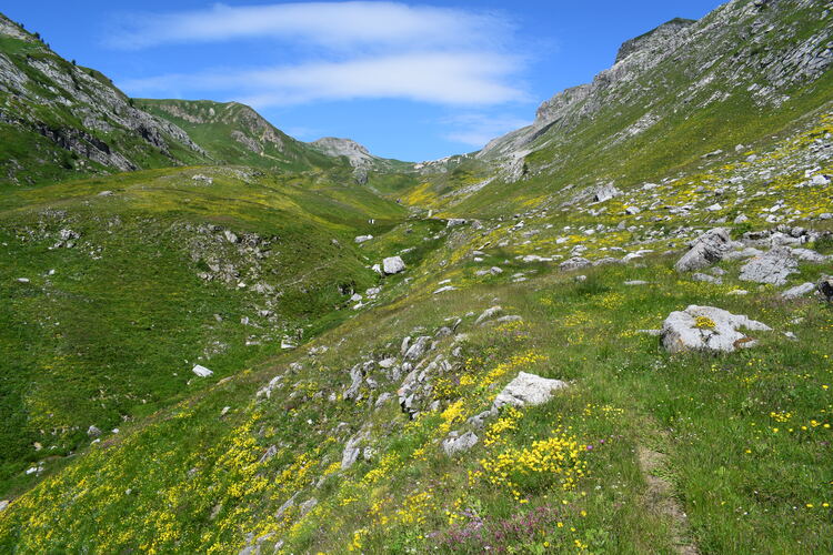 La magnificenza di Nigritella corneliana (Alpi Cozie)