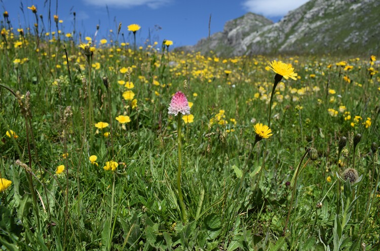 La magnificenza di Nigritella corneliana (Alpi Cozie)