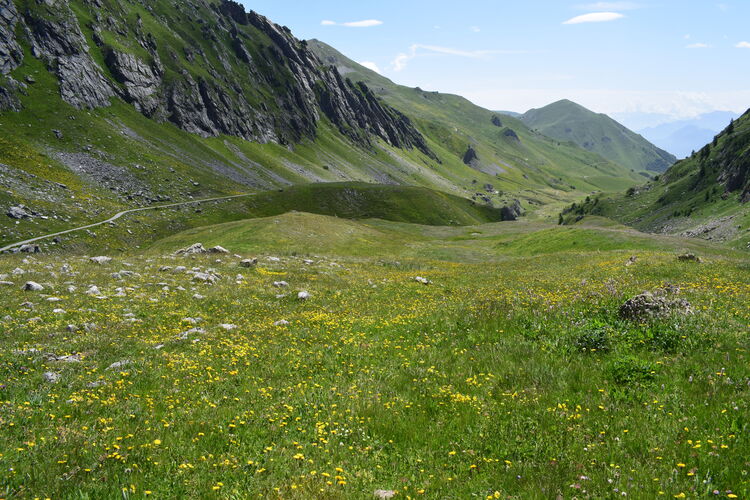 La magnificenza di Nigritella corneliana (Alpi Cozie)