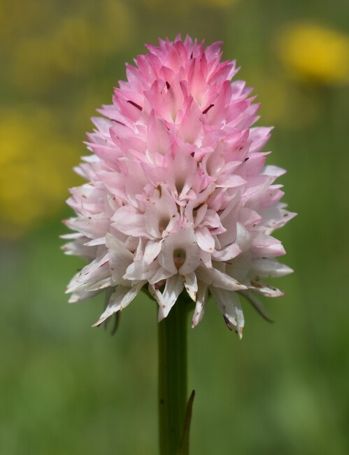La magnificenza di Nigritella corneliana (Alpi Cozie)